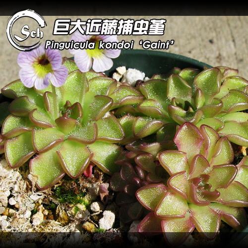 giant巨大近藤捕虫堇食虫植物