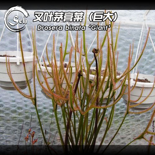 drosera大叉食虫植物茅膏菜