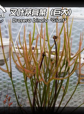 Drosera binata 'Giant' 巨大叉叶茅膏菜丨食虫植物