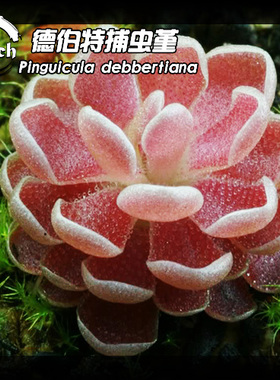 德伯特捕虫堇丨Pinguicula debbertiana丨食虫植物“吃虫的多肉”