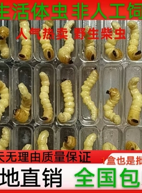 松树虫活虫喂鸟虫木虫鸟儿专用虫天牛虫提性虫壮膘虫麻根虫柴虫