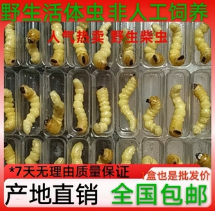 松树虫活虫喂鸟虫木虫鸟儿专用虫天牛虫提性虫壮膘虫麻根虫柴虫