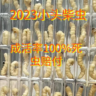 柴虫贵州新鲜柴虫活虫老木虫松树虫野生天牛幼虫野生小头柴虫