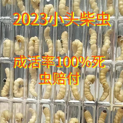 柴虫贵州新鲜柴虫活虫老木虫松树虫野生天牛幼虫野生小头柴虫