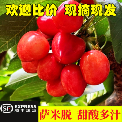 秦皇岛山海关红沙蜜豆萨米脱沙蜜托沙王樱桃水果孕妇水果新鲜