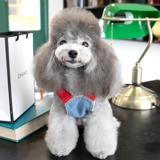 Джинсовая юбка для ремня короткая бархатная весна и осень -зимний стиль плюшевый бишон щенк