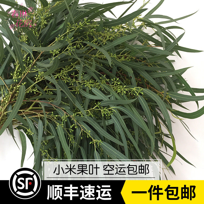 新鲜小米果叶鲜花配叶婚庆家庭办公室插花可制干花