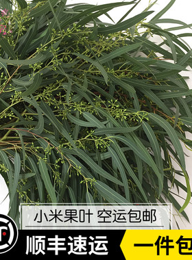 新鲜小米果叶鲜花配叶婚庆家庭办公室插花可制干花