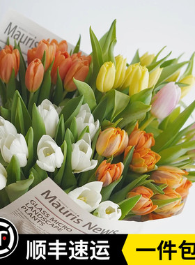新鲜郁金香鲜花橙色求婚生日情人节紫色婚礼白色云南鲜花基地直发
