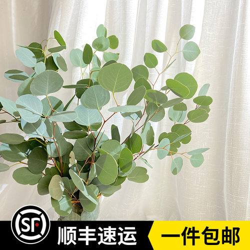 新鲜尤加利苹果叶鲜花玫瑰百合康乃馨配叶家庭办公室鲜花婚礼花材 - 封面
