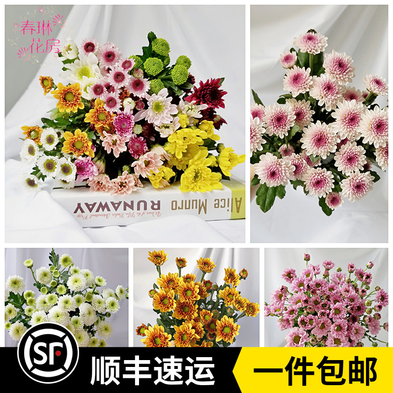 A级小雏菊鲜花耐养花期长