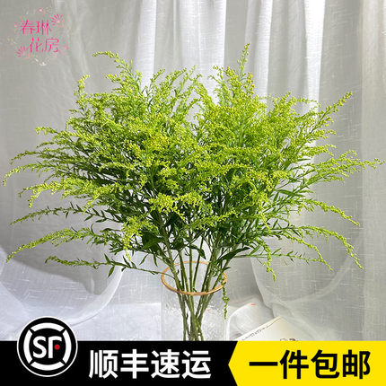新鲜黄莺草鲜花百搭玫瑰百合配花云南花基地直发家庭办公室花婚礼