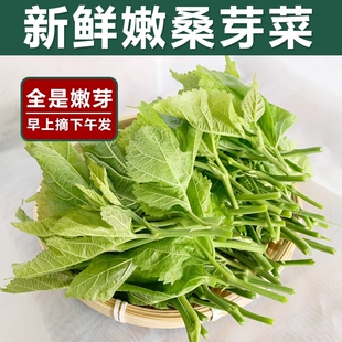 广东新鲜桑叶芽菜嫩苗菜上汤酒店特色现摘高品质火锅食材露天种植