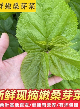 现摘现发食用新鲜桑叶芽菜嫩酒店特色上汤桑芽菜做茶叶500克