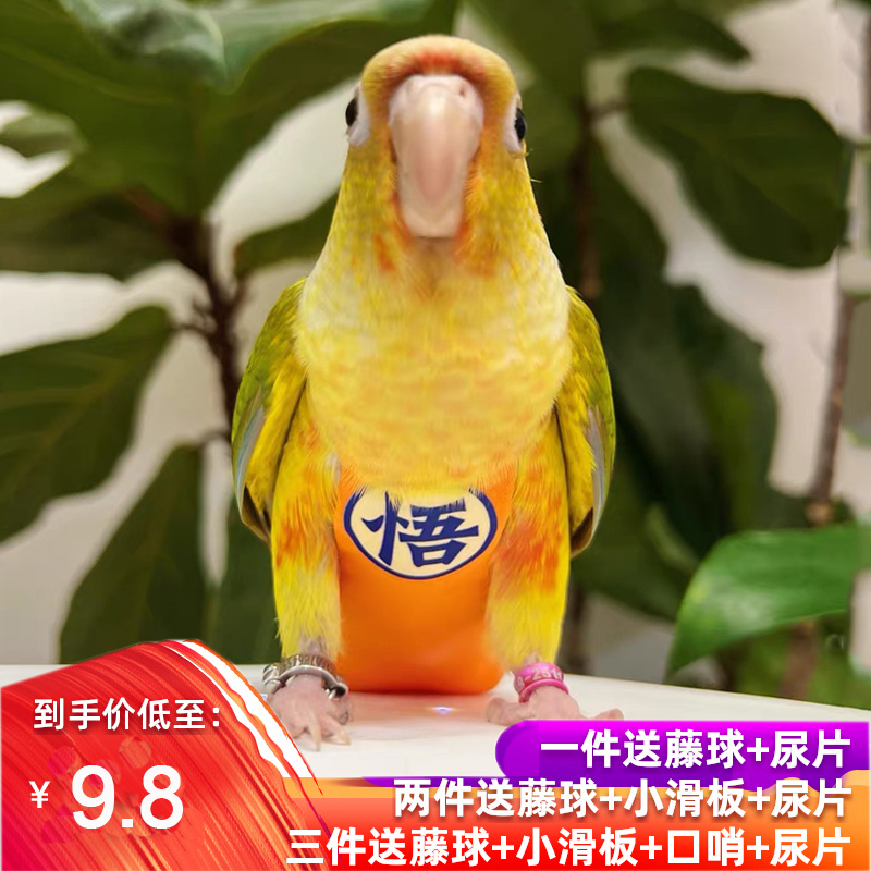 虎皮玄凤牡丹鹦鹉屎兜尿不湿便兜
