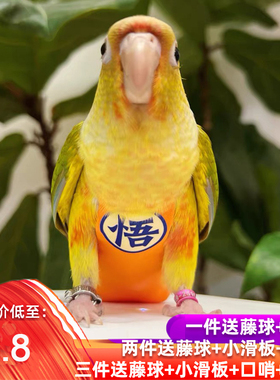 虎皮玄凤牡丹鹦鹉屎兜尿不湿纸尿裤便兜立体粪兜鸟专用衣服放飞绳