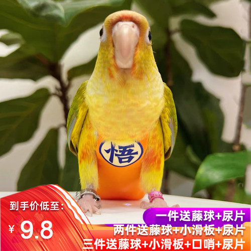 虎皮玄凤牡丹鹦鹉屎兜尿不湿便兜