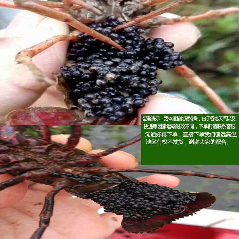 盱眙淡水小龙虾苗种虾繁殖培育养殖苗幼苗青虾苗送水草