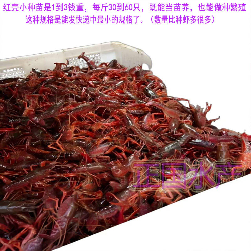红壳小种苗小龙虾苗种淡水养殖虾苗幼苗小龙虾苗种苗虾苗种苗