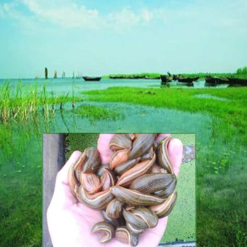 成品蚂蝗活水蛭蚂蟥活苗水产养殖中药材活体金边水蛭药用500g