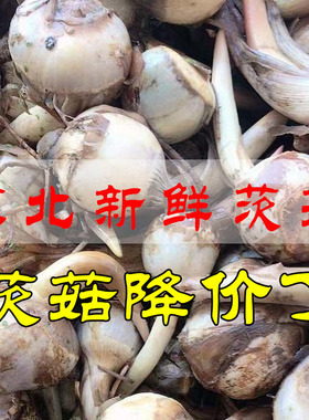包邮苏北农家新鲜白慈姑茨菰 茨菇白马蹄慈姑新鲜蔬菜茨菇新鲜