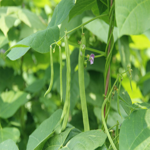 架豆网价格 架豆网图片 星期三