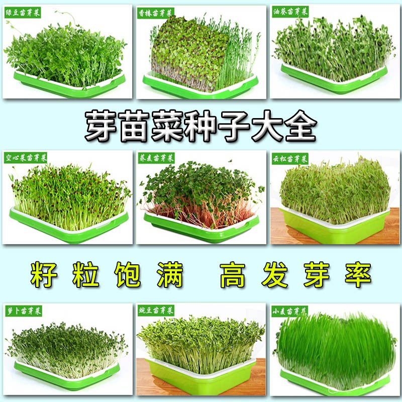 种子芽苗菜香椿空心菜小麦种植萝卜四季蔬菜种植油葵黑豆芽热卖
