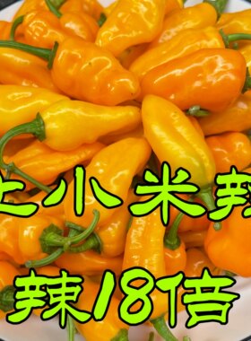 魔鬼辣椒王福鼎肉片专用永安黄椒产地发货超辣巨辣