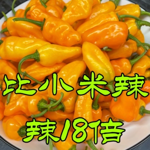 魔鬼辣椒王福鼎肉片专用永安黄椒产地发货超辣巨辣（个头不大）