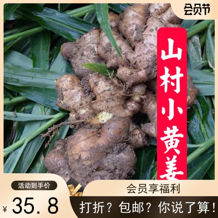 福建农村老人种生姜小黄姜自己家种生姜窑洞存放5斤装包邮