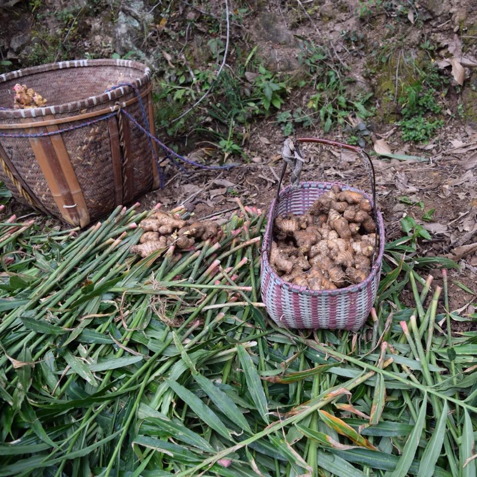 福建三明农家自己种的小黄姜生姜无硫生姜3斤老姜 新鲜包邮