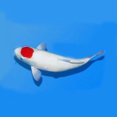 丹顶锦鲤活鱼纯种丹顶丹三锦鲤鱼苗大小型鸿运当头一点红招财鱼苗