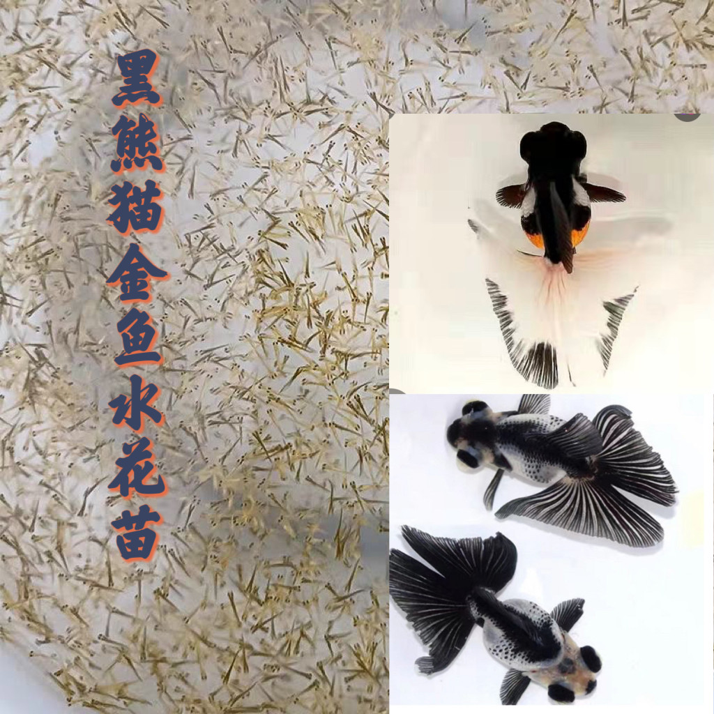 【黑熊猫金鱼水花苗】精品熊猫蝶尾金鱼活鱼鱼苗龙睛黑白观赏鱼苗