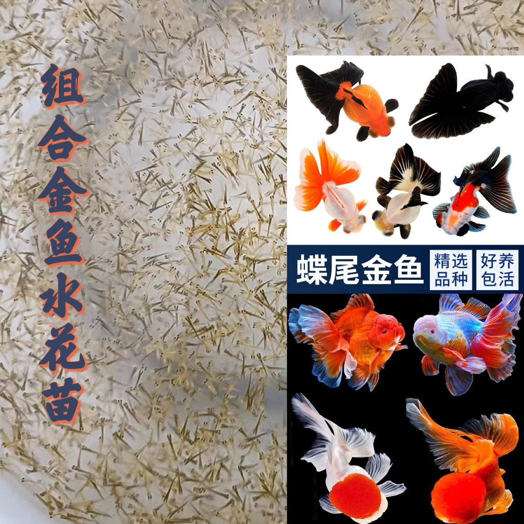 【精品金鱼水花苗组合】百褶裙泰狮鹤顶红金鱼观赏鱼水花苗好养活