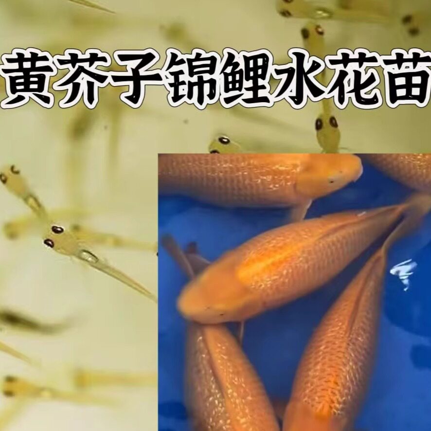 【精品带头芥子锦鲤水花苗】日本纯种炮弹体带头锦鲤闪鳞茶鲤水花