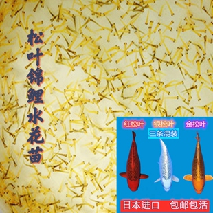 【精品松叶组合锦鲤水花鱼苗】日系纯种金松银松红松三松锦鲤水花