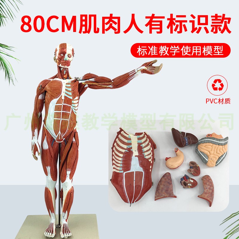 80CM人体全身肌肉附内脏模型 z肌肉解剖模型 肌肉人模型 肌肉分布