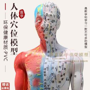 超清刻字针灸人体穴位模型经络通中医教学美容O模特85cm男人模型