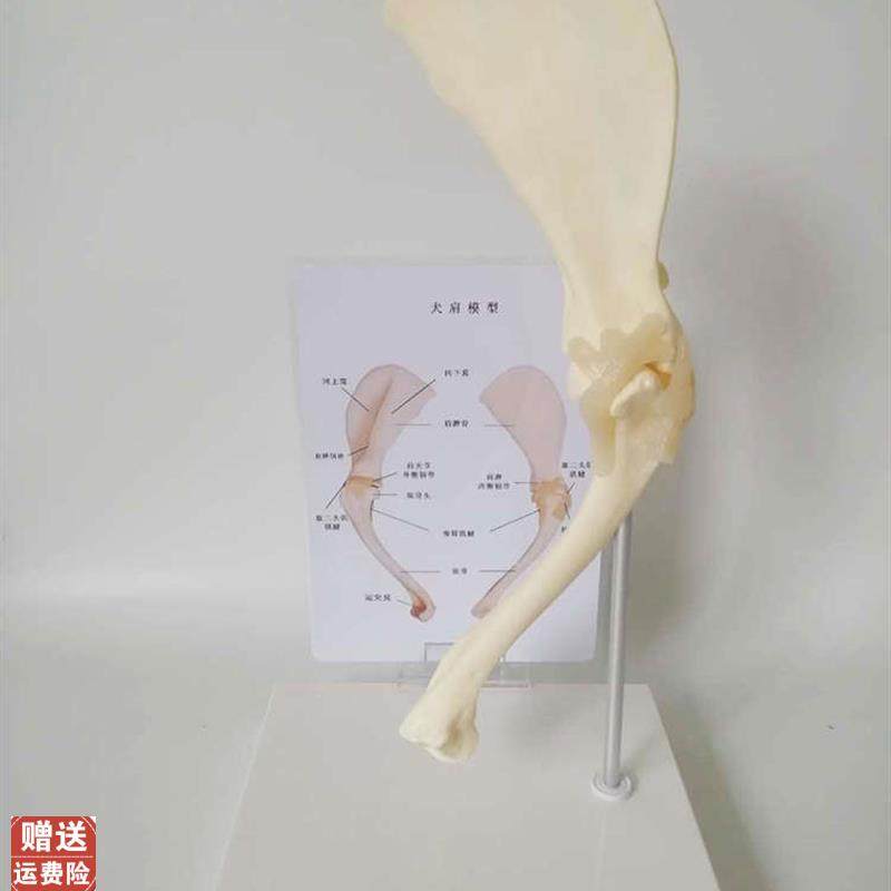 狗肩关节模型狗k骨架犬骨架犬科教学宠物畜牧兽医教学教仪包邮