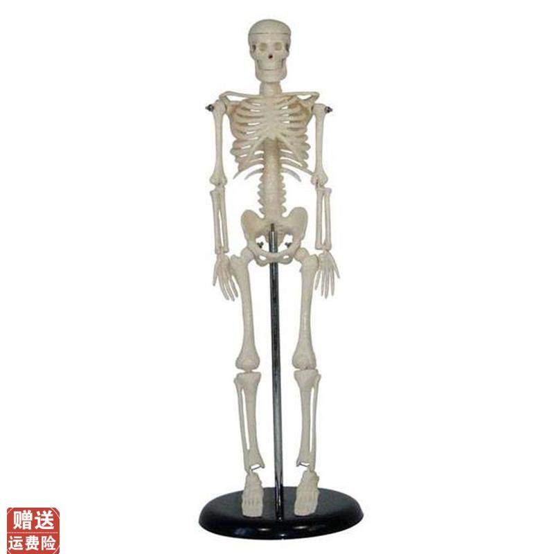 人体儿童a骨骼模型(42cm)小学科学教具拼装生物仪器教学仪器