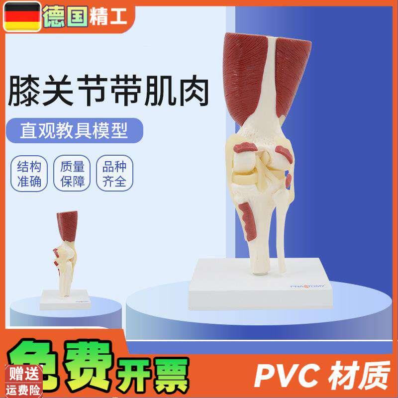 德国】1:1大人体膝关节带肌肉韧带骨骼模型O膝盖骨运动系统教学骨