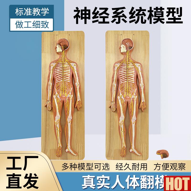 脊髓周围神经模型 人体神u经系统解剖模型 14岁以上科教玩具