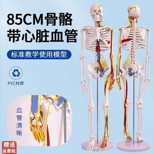 标准85CM骨架医用85CM人体骨骼带心脏与血管及V脑模型骨架模型