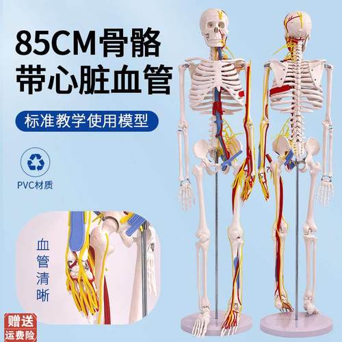 标准85CM骨架医用85CM人体骨骼带心脏与血管及V脑模型骨架模型