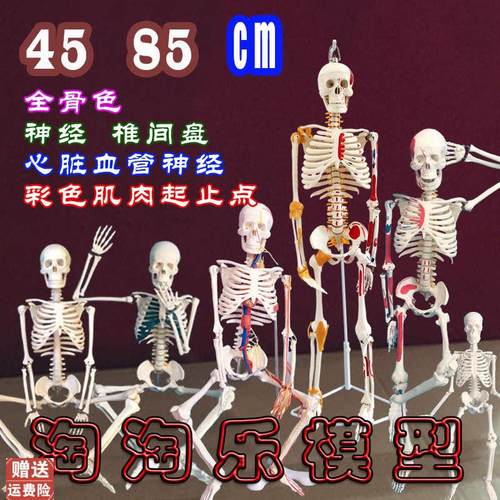 人体骨骼模型骨架4l5cm85血管神经肌肉迷你小椎间盘医用20教学解