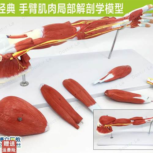 手臂肌上肢肌肉解剖血管神经人体运动系统模O型手肌肉模型医用美
