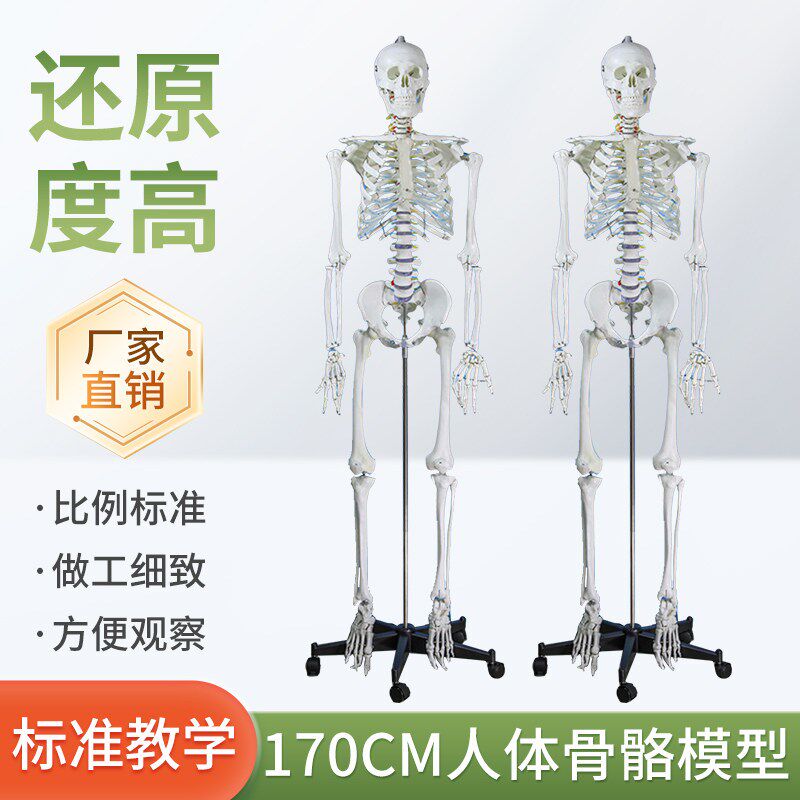 成人一比一人体骨骼模型170cm人体骨架标准医学骷髅X骨架解剖标本
