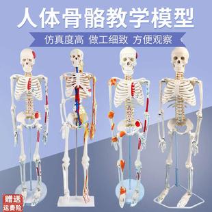 85cm170cm人体骨骼模型骨架可拆卸G人体脊柱模型仿真小白骷髅标本