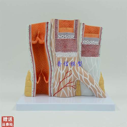 动静脉模型血管模型动脉静脉模型教医T用血管解剖模型