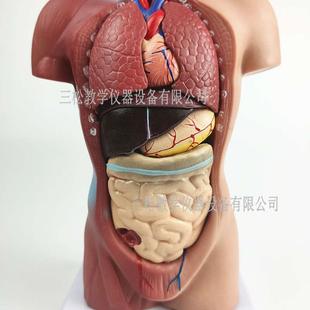 28CM躯c干模型人体躯干带15件内脏背解人体标本模型医学教学